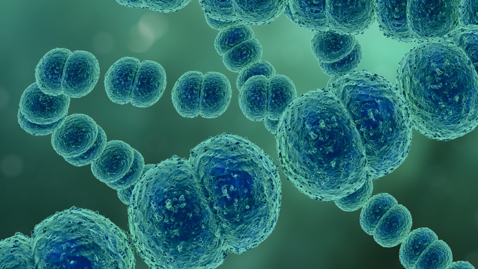 στρεπτόκοκκος α