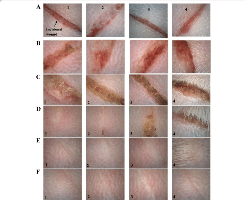 Photographs of each wound treated with (1) C. asiatica hydrogel, (2) Control (Madecassol cream), (3) Blank hydrogel and (4) Control (no treatment) at (a) 0 days (b) 1 days (C) 3 days (d) 6 days (e) 9 days and (f) 12 days post-operation. © BMC Complementary and Alternative Medicine.